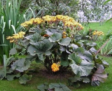 Бузульник Зубч.Дездемона1