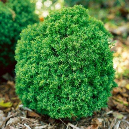 Туя западная Teddy