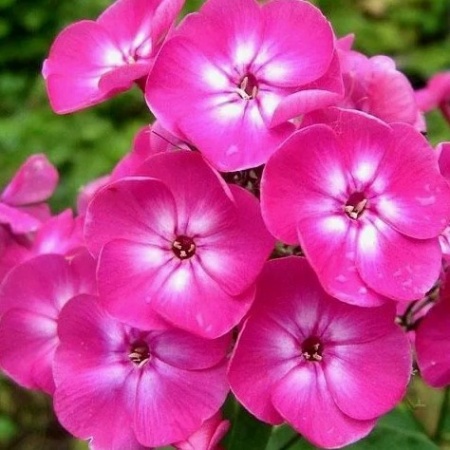 Флокс метельчатый Московские зори