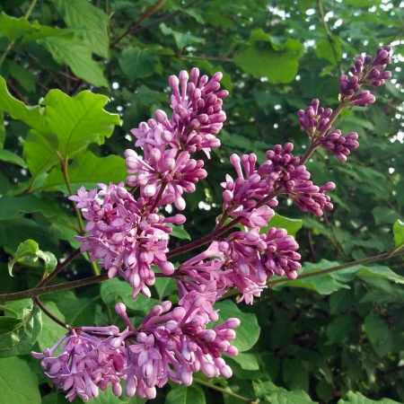 Сирень Венгерская