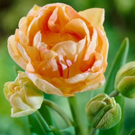 Тюльпан Charming Lady