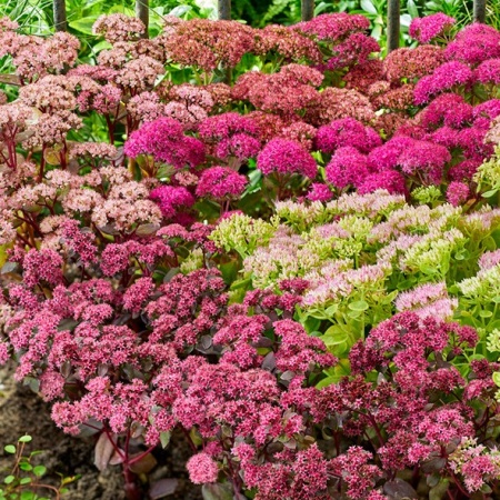 Очиток видный сорта