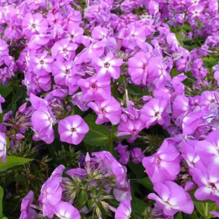 Флокс метельчатый Flame Lilac