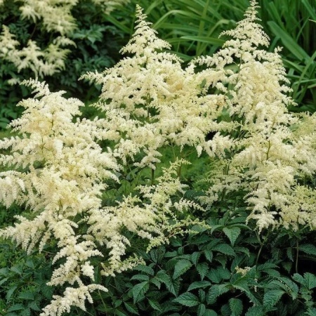 Астильба арендса Brautschleier