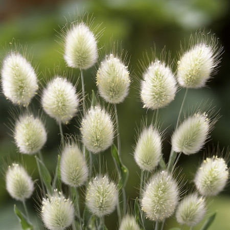 Зайцехвост