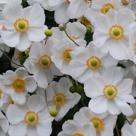 Анемона японская Andrea Atkinson