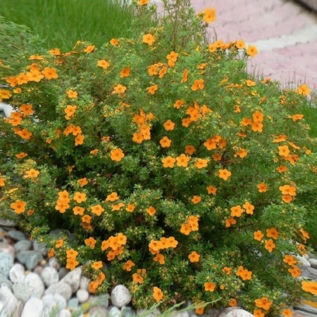 Лапчатка кустарниковая Hopleys Orange