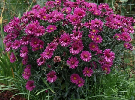 астра куст.дженни1