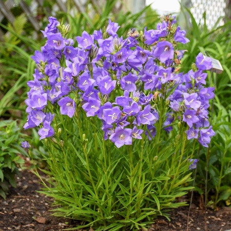 Колокольчик персиколи́стный Takion Blue