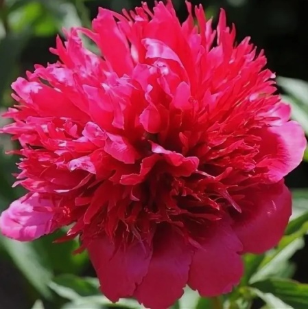 Пион Many Happy R.