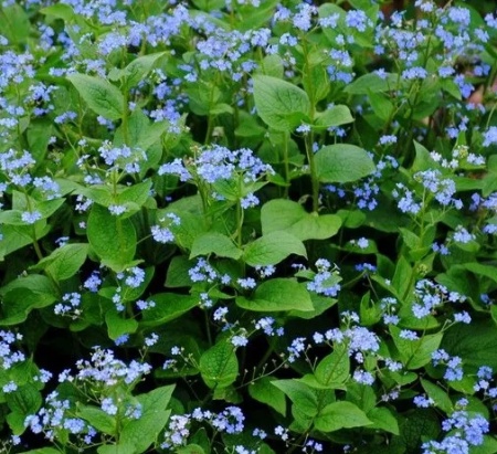Brunnera