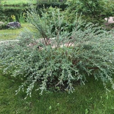 Ива гибридная Маяк