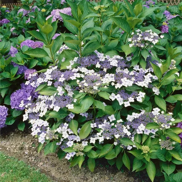 Гортензия пильчатая Bluebird4