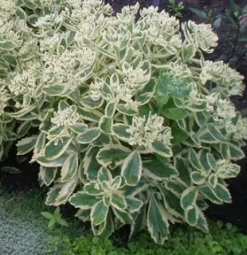 Очиток видный Фрости Морн