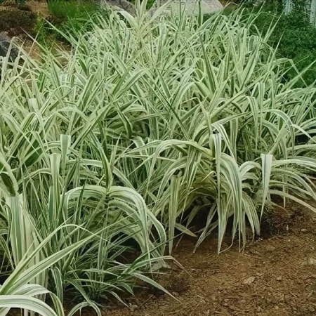 Фалярис тростниковый Variegata