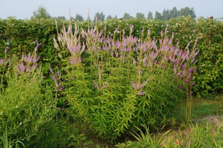 вероникаструм виргинский