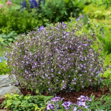 Душевик котовниковый Marvelette Blue