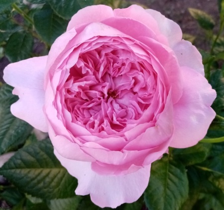 роза Шанталь Мерье