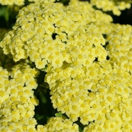 Тысячелистник Sunny Seduction