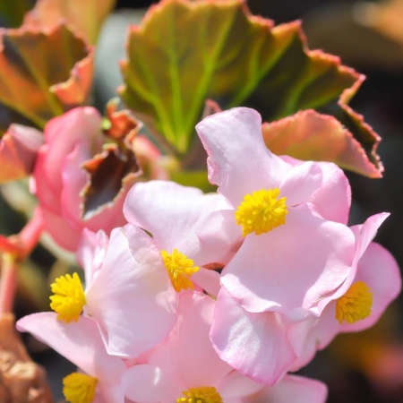 Бегония грацилис