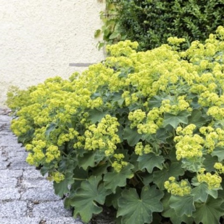 Манжетка мягкая Thriller yellow