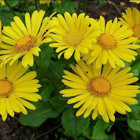 Дороникум восточный Leonardo Compact