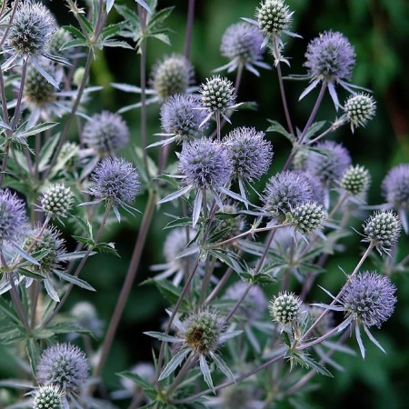 Синеголовник плосколистный Блауер Цверг