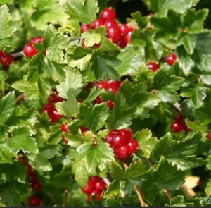 смородина альп шмидт