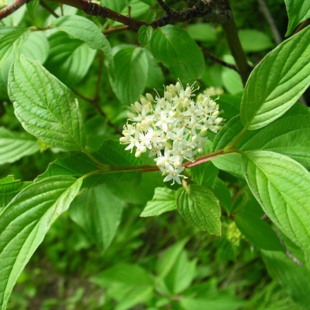 Дерен белый1