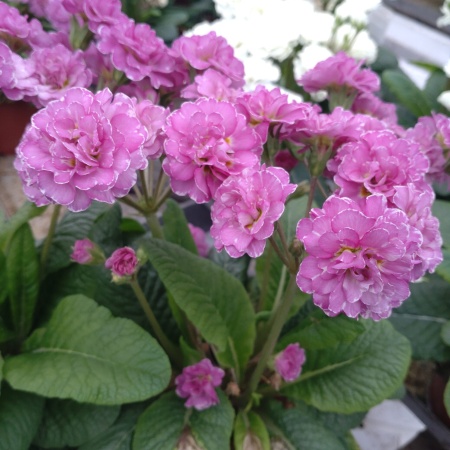 Примула Primula Pollyanna Pink Fountain