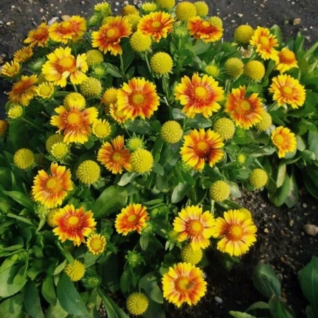 Гайлардия крупноцветковая Arizona Apricot