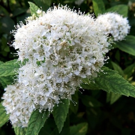 Спирея японская Albiflora3
