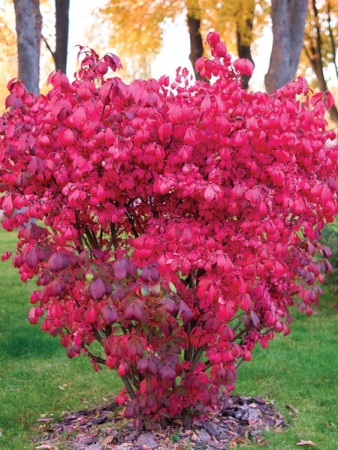 Бересклет крылатый Compactus