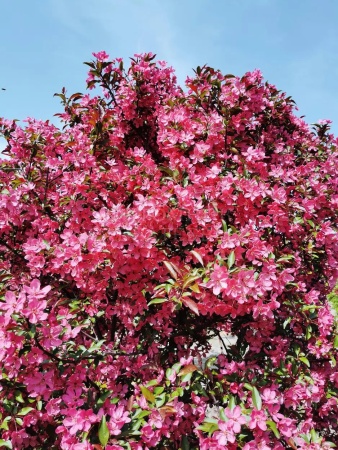 яблоня декор. прайли файер