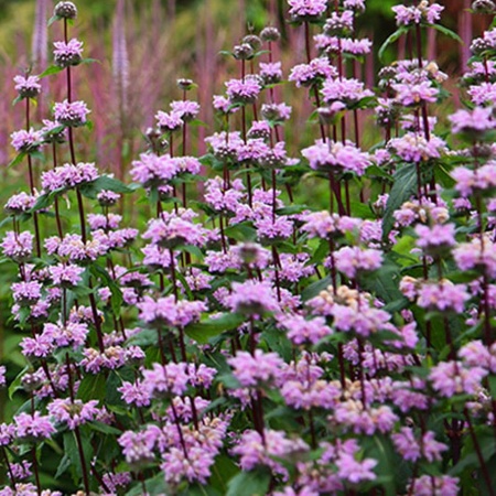 Зопник клубненосный Броунз Фламинго