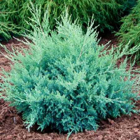 Можжевельник средний Pfitzeriana Glauca