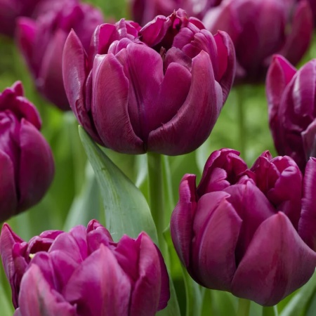 Тюльпан Alison Bradley