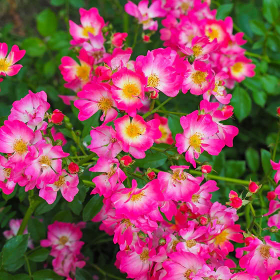 Роза 'Pink Drift'3