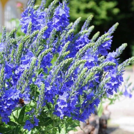 Вероника большая Роял Блю (Royal Blue)
