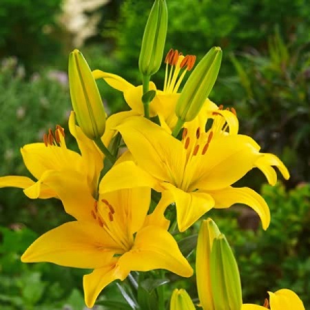 Лилия азиатская Yellow County