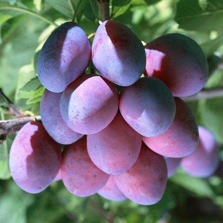 Слива Смолинка