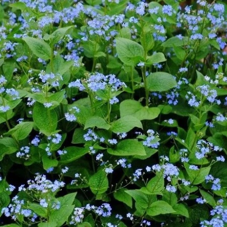 Бруннера крупнолистная