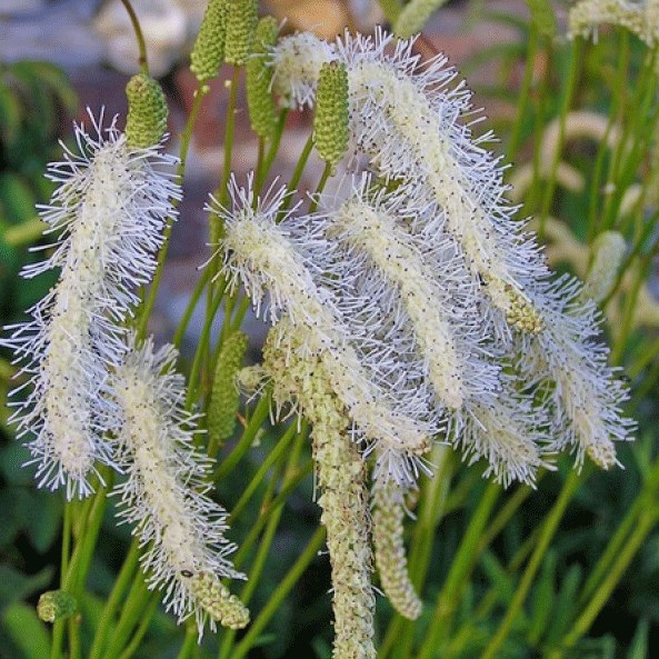 Кровохлебка тонколистная Alba