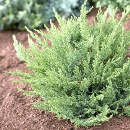 Можжевельник казацкий Tamariscifolia
