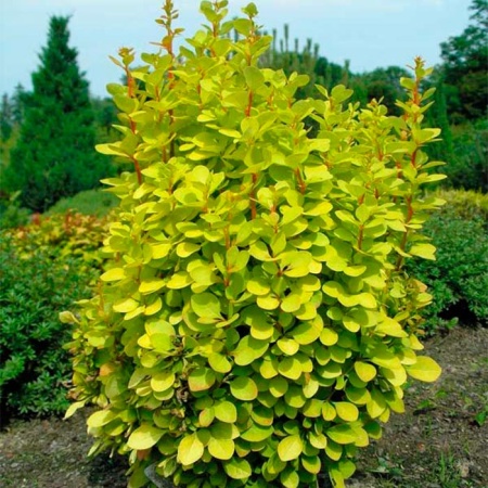 Барбарис Тунберга Мария