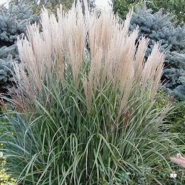 Мискантус китайский Grosse Fontаne2