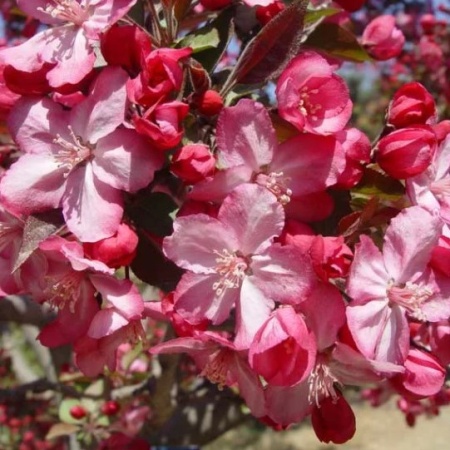 Яблоня декоративная Пионерка