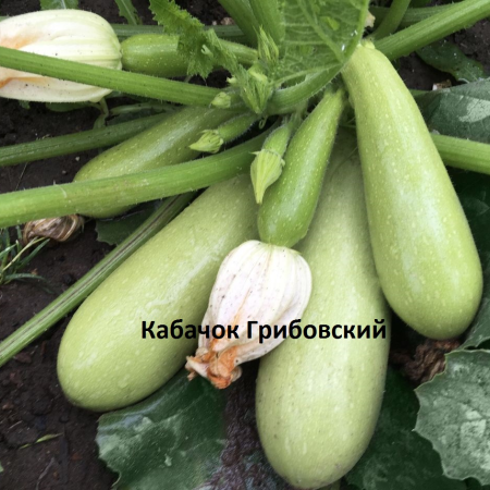 кабачок грибовский.jpg