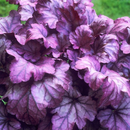 Гейхера гибридная 'Plum Royal'5