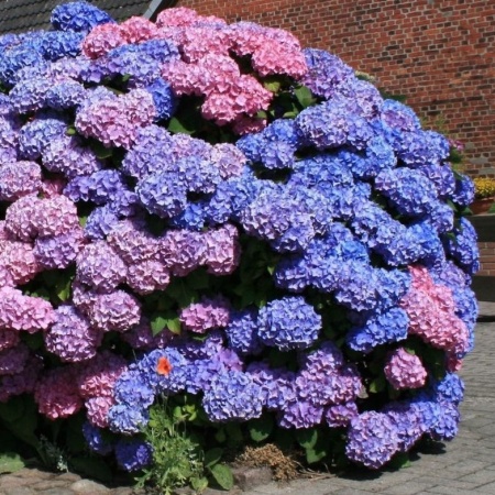 Гортензия крупнолистная Bouquet Rose